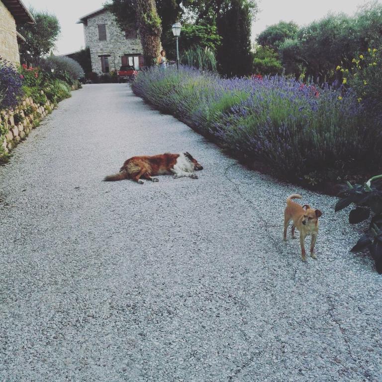 Casale Il Cerqueto Bed and Breakfast San Severino Marche Exteriör bild